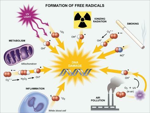 Formation of free radicals