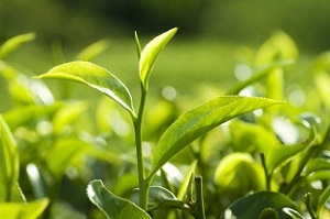 Green Tea Plant 